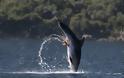 ΑΠΙΣΤΕΥΤΟ: Χταπόδι κάνει τζετ σκι πάνω σε δελφίνι!