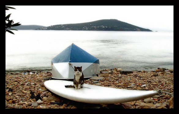 ΔΕΙΤΕ: Γάτες που απολαμβάνουν πιο πολύ το καλοκαίρι απ’ ότι εμείς - Φωτογραφία 8