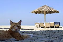 ΔΕΙΤΕ: Γάτες που απολαμβάνουν πιο πολύ το καλοκαίρι απ’ ότι εμείς