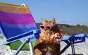 ΔΕΙΤΕ: Γάτες που απολαμβάνουν πιο πολύ το καλοκαίρι απ’ ότι εμείς - Φωτογραφία 11