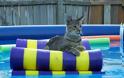 ΔΕΙΤΕ: Γάτες που απολαμβάνουν πιο πολύ το καλοκαίρι απ’ ότι εμείς - Φωτογραφία 12