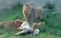 Σε ζωολογικό πάρκο του Ιράν ταΐζουν λιοντάρια με ζωντανά γαϊδουράκια  [Βίντεο]