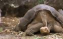 Πέθανε η τελευταία γιγάντια χελώνα nigra abingdoni των Γκαλαπάγκος, ανακοίνωσαν οι επιστήμονες