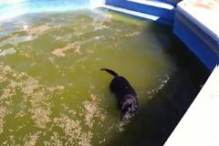 Συγκινητικό:Σκύλος έσωσε μωράκι που κινδύνευσε να πνιγεί