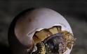 ΗΛΕΙΑ: Γεννούν οι χελώνες καρέτα – καρέτα