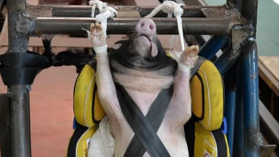 Σάλος  που χρησιμοποίησαν γουρούνια σε crash test για παιδικά καθίσματα - Φωτογραφία 1