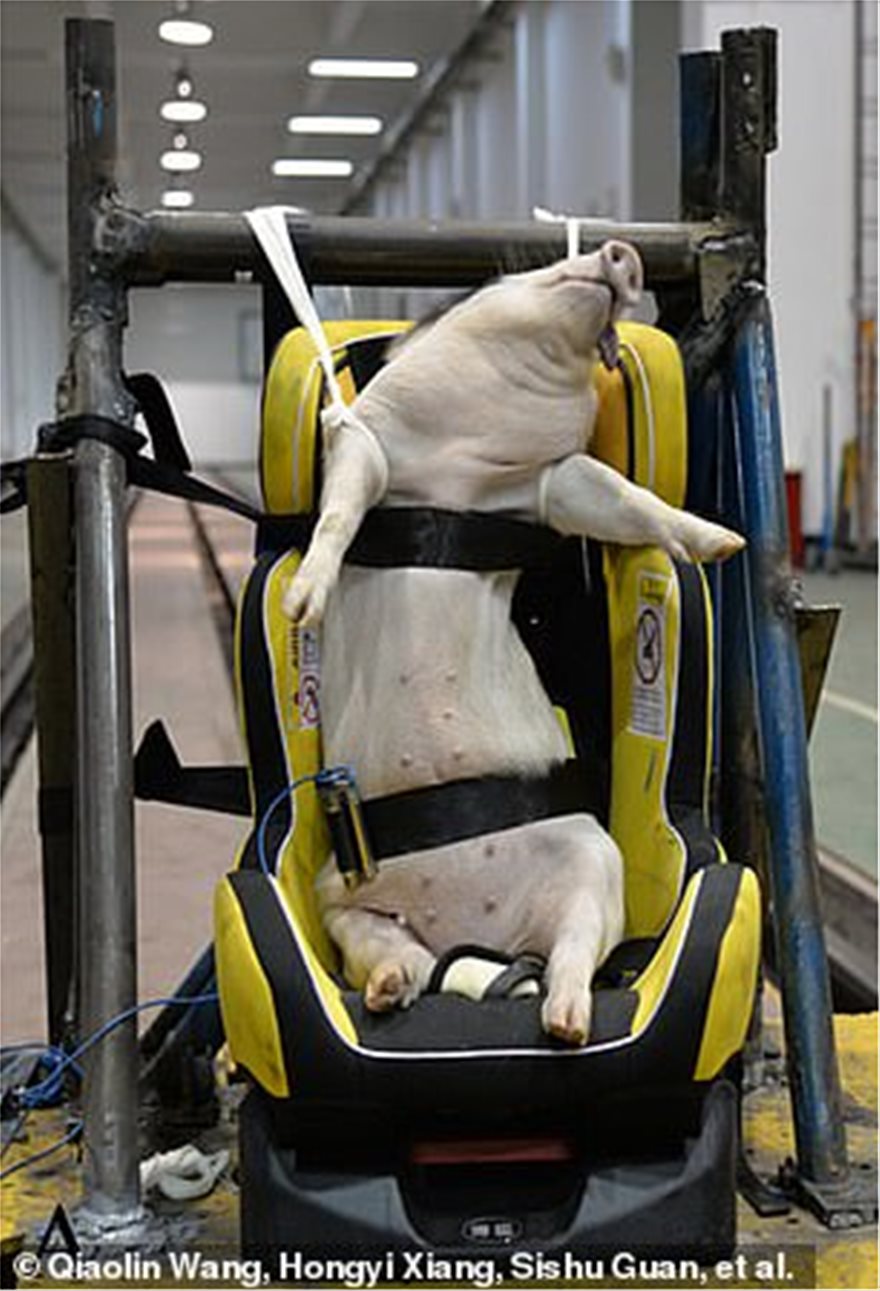 Σάλος  που χρησιμοποίησαν γουρούνια σε crash test για παιδικά καθίσματα - Φωτογραφία 2