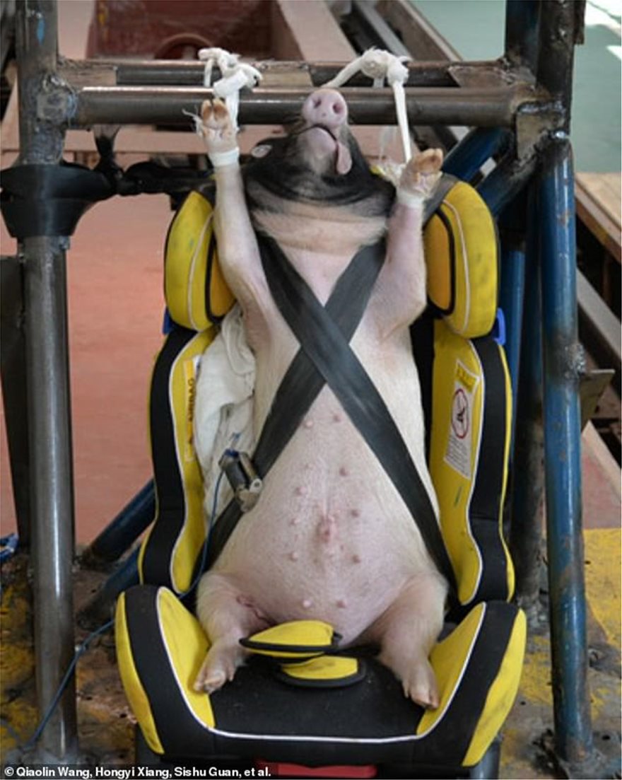 Σάλος  που χρησιμοποίησαν γουρούνια σε crash test για παιδικά καθίσματα - Φωτογραφία 3