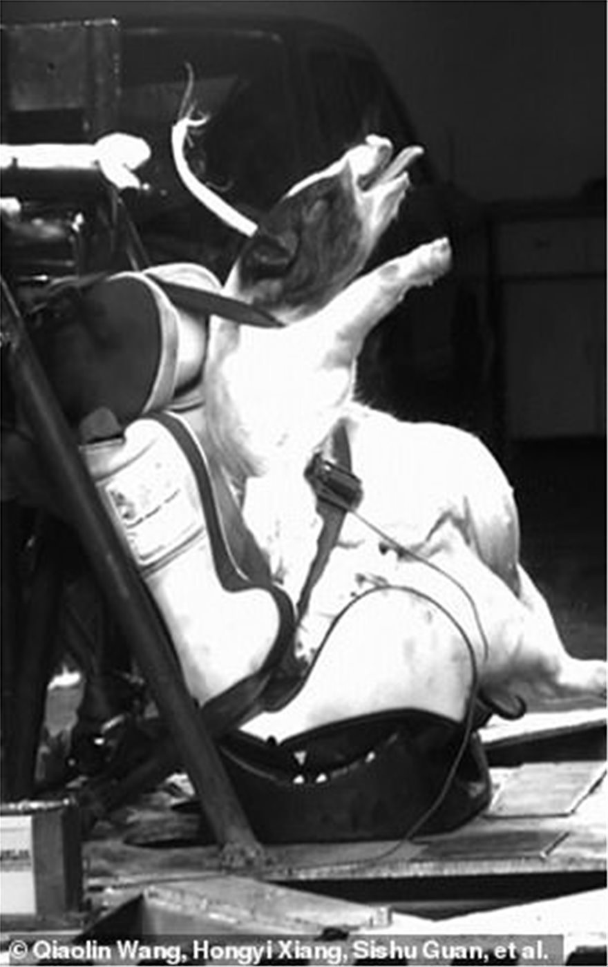 Σάλος  που χρησιμοποίησαν γουρούνια σε crash test για παιδικά καθίσματα - Φωτογραφία 4
