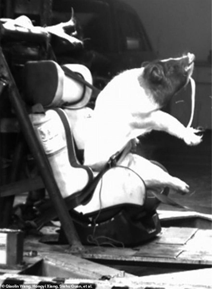 Σάλος  που χρησιμοποίησαν γουρούνια σε crash test για παιδικά καθίσματα - Φωτογραφία 5