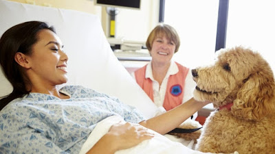Ο σκύλος βοηθά στην ανάρρωση έπειτα από καρδιακό, εγκεφαλικό επεισοδίο - Φωτογραφία 1
