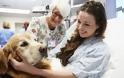 Ο σκύλος βοηθά στην ανάρρωση έπειτα από καρδιακό, εγκεφαλικό επεισοδίο - Φωτογραφία 2