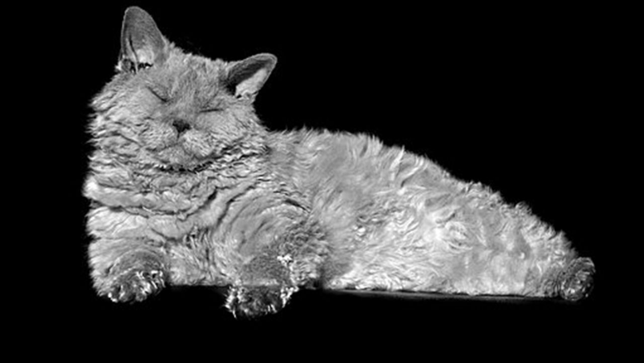 Selkirk Rex: Η τρυφερή γάτα με το σγουρό τρίχωμα - Φωτογραφία 1