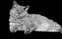 Selkirk Rex: Η τρυφερή γάτα με το σγουρό τρίχωμα - Φωτογραφία 1