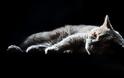 Selkirk Rex: Η τρυφερή γάτα με το σγουρό τρίχωμα - Φωτογραφία 4