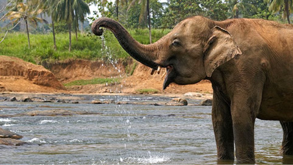 Ο ελέφαντας... Μπιν Λάντεν σκότωσε πέντε χωρικούς - Φωτογραφία 1