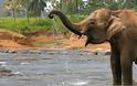 Ο ελέφαντας... Μπιν Λάντεν σκότωσε πέντε χωρικούς