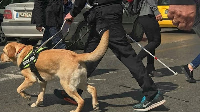 Παραδόθηκε ο Najak στον Χρήστο που έχασε την όραση του, από το κέντρο «Σκύλοι Οδηγοί Ελλάδος» - Φωτογραφία 1