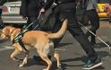Παραδόθηκε ο Najak στον Χρήστο που έχασε την όραση του, από το κέντρο «Σκύλοι Οδηγοί Ελλάδος»