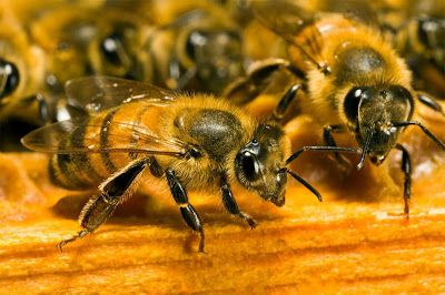 Πρόπολη – ένα ισχυρό αντιβιοτικό που προέρχεται από τις μέλισσες - Φωτογραφία 1