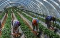 Μανωλάδα: Μειωμένες ποινές για τις «ματωμένες φράουλες»