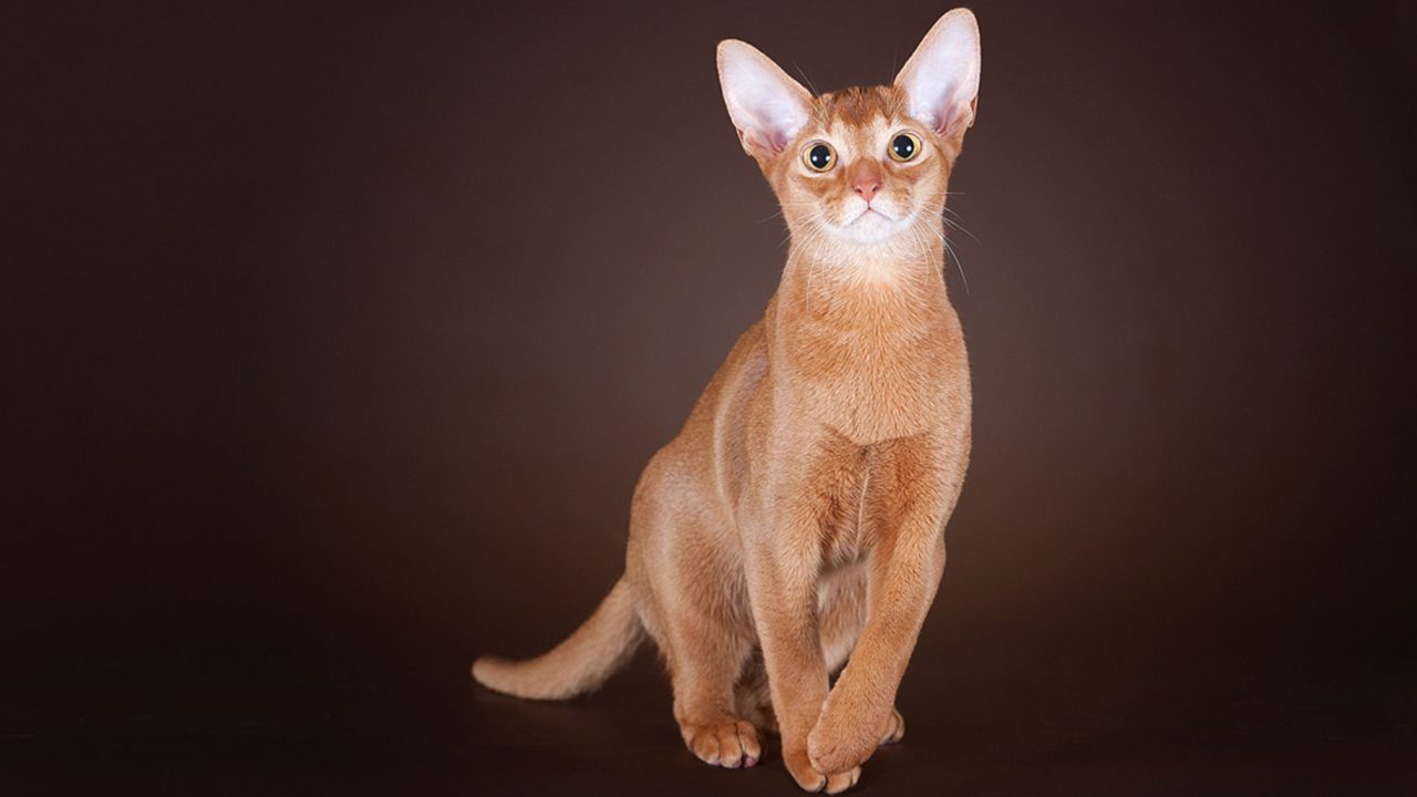 Γάτα Αβησσυνίας: Αριστοκρατική και απίστευτα περίεργη - Φωτογραφία 1