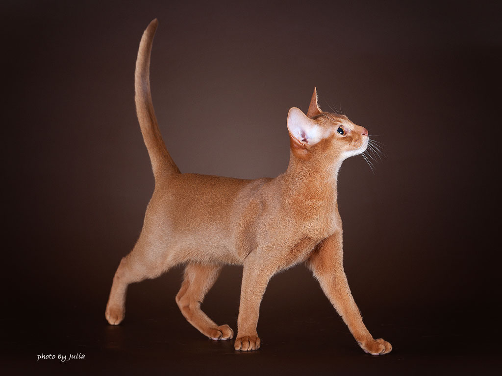 Γάτα Αβησσυνίας: Αριστοκρατική και απίστευτα περίεργη - Φωτογραφία 2