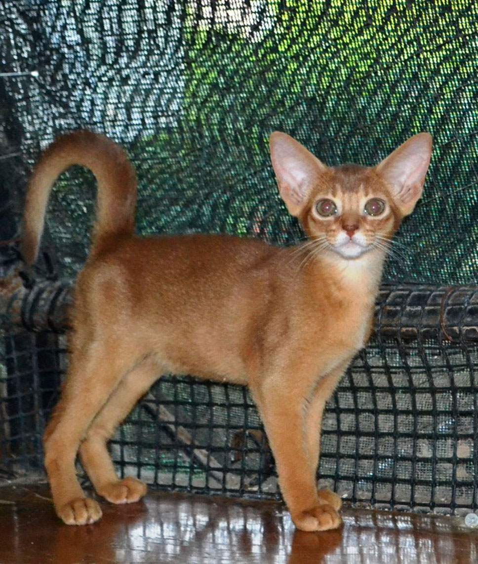 Γάτα Αβησσυνίας: Αριστοκρατική και απίστευτα περίεργη - Φωτογραφία 4