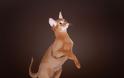 Γάτα Αβησσυνίας: Αριστοκρατική και απίστευτα περίεργη - Φωτογραφία 3