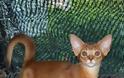 Γάτα Αβησσυνίας: Αριστοκρατική και απίστευτα περίεργη - Φωτογραφία 4