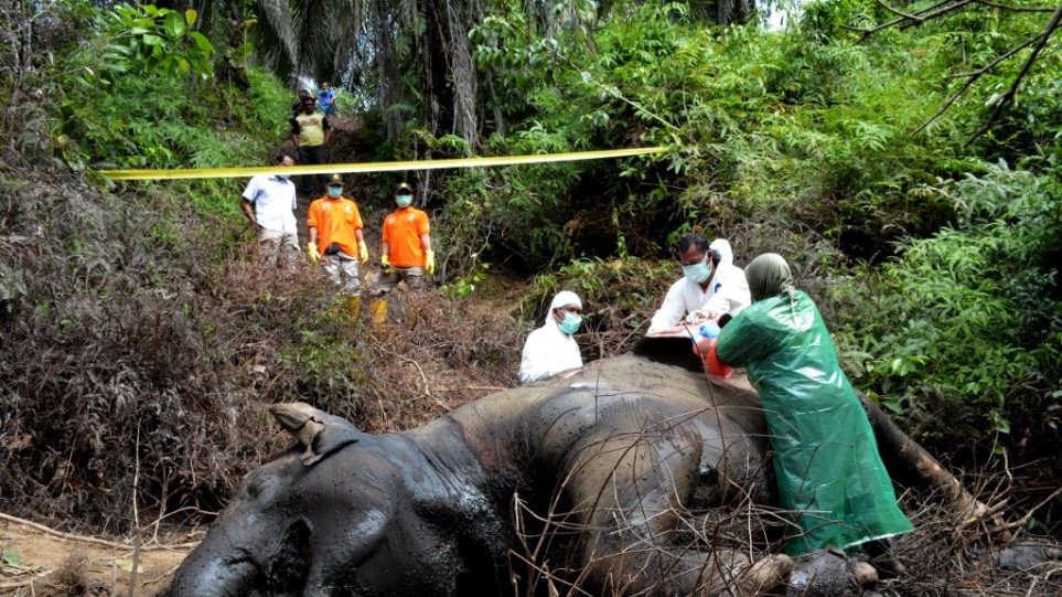 Ινδονησία: Νεκροί δυο ελέφαντες της Σουμάτρας με διαφορά λίγων ωρών - Φωτογραφία 1