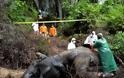 Ινδονησία: Νεκροί δυο ελέφαντες της Σουμάτρας με διαφορά λίγων ωρών