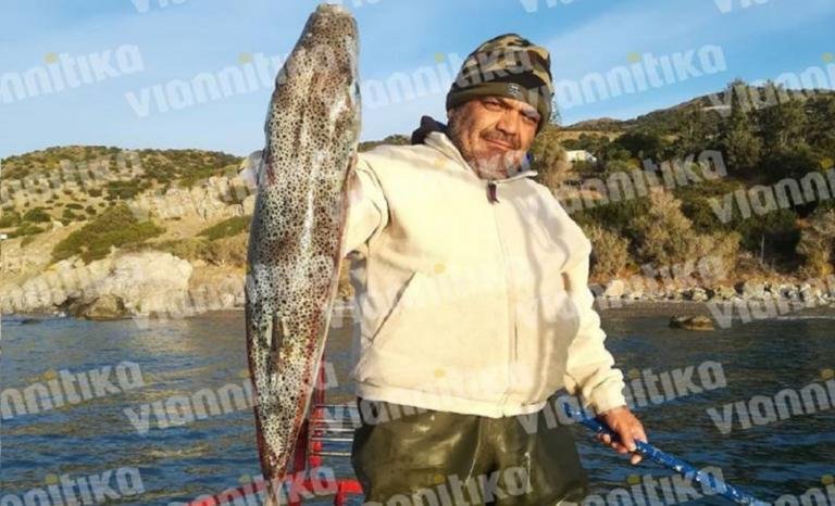 Ψαράς έπιασε λαγοκέφαλο «τέρας» - Ζυγίζει δέκα κιλά (φωτο) - Φωτογραφία 2