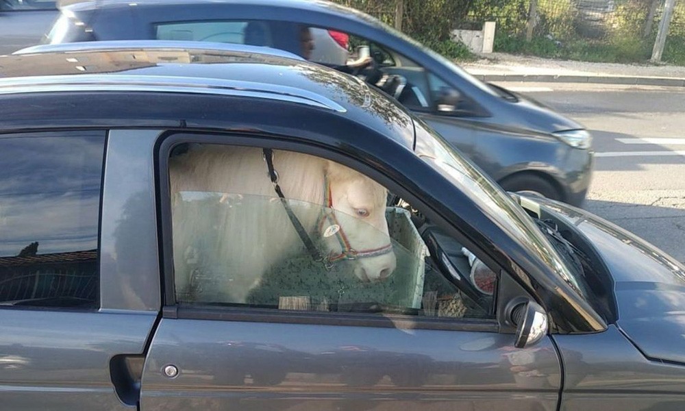 Την σταμάτησε η αστυνομία γιατί μετέφερε… άλογο μέσα στο αυτοκίνητο! - Φωτογραφία 1