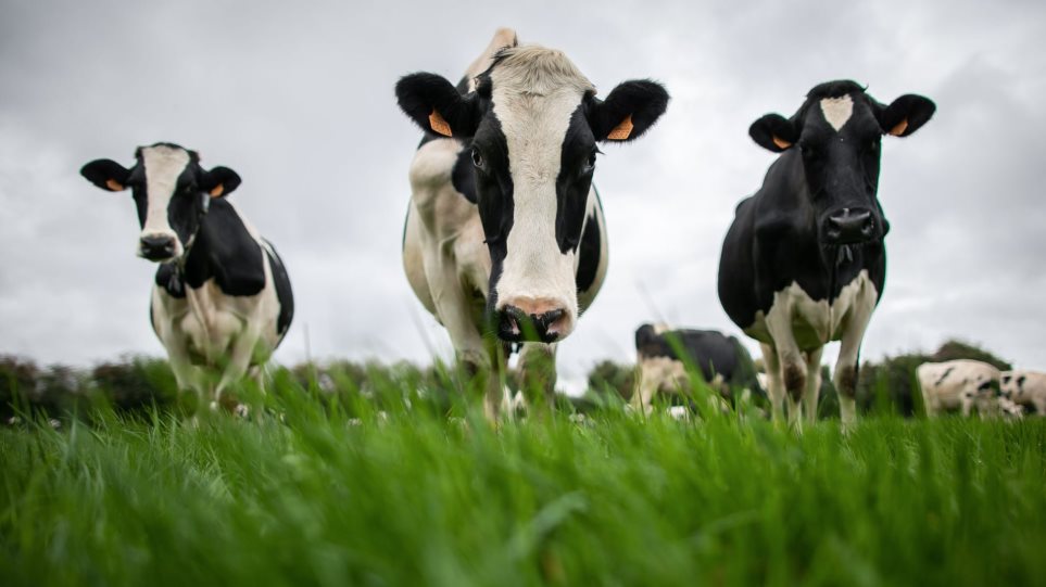 Αγρότης πλήρωσε πρόστιμο €8.000 για τη... μυρωδιά από τις αγελάδες του - Φωτογραφία 1