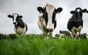 Αγρότης πλήρωσε πρόστιμο €8.000 για τη... μυρωδιά από τις αγελάδες του