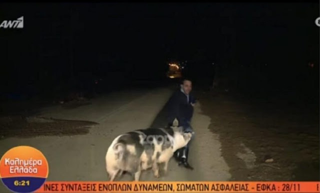 Γουρούνι κυνηγούσε on air τον ρεπόρτερ του Παπαδάκη – Τον δάγκωσε κι άρχισε να ουρλιάζει (video) - Φωτογραφία 1