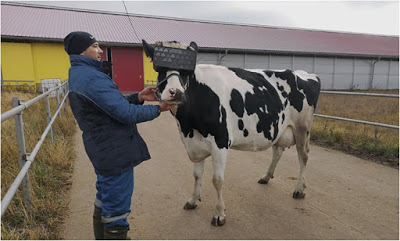 Απίθανο: Στη Ρωσία έβαλαν... γυαλιά Virtual Reality σε αγελάδες για να βγάζουν καλύτερο γάλα! - Φωτογραφία 2