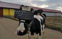 Απίθανο: Στη Ρωσία έβαλαν... γυαλιά Virtual Reality σε αγελάδες για να βγάζουν καλύτερο γάλα!