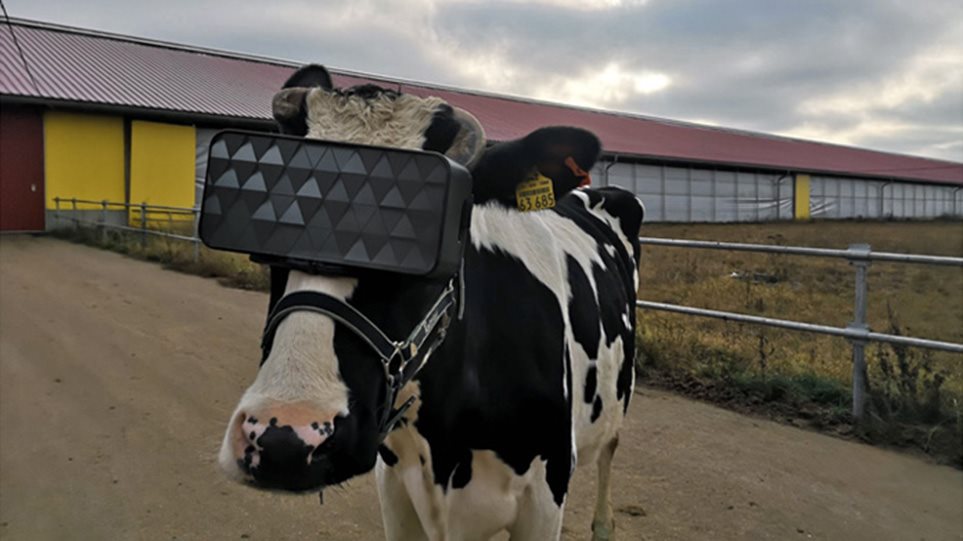 Γυαλιά VR σε αγελάδες για να βγάζουν καλύτερο γάλα - Φωτογραφία 1