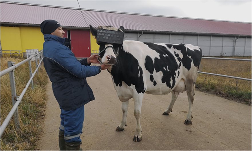 Γυαλιά VR σε αγελάδες για να βγάζουν καλύτερο γάλα - Φωτογραφία 2