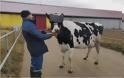 Γυαλιά VR σε αγελάδες για να βγάζουν καλύτερο γάλα - Φωτογραφία 2