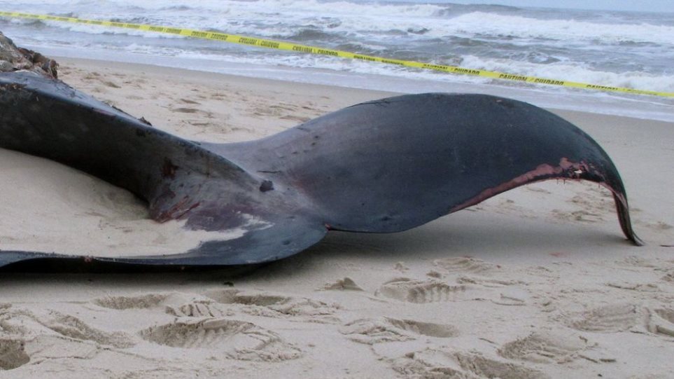 Νεκρή φάλαινα 15 μέτρων ξεβράστηκε σε παραλία στην Κερατέα - Φωτογραφία 1