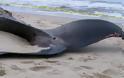 Νεκρή φάλαινα 15 μέτρων ξεβράστηκε σε παραλία στην Κερατέα