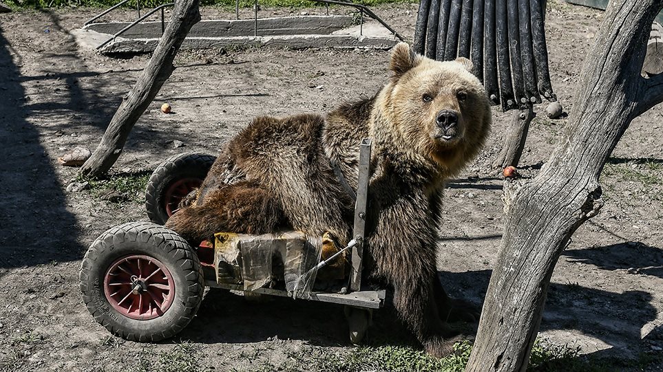 Πέθανε ο Ούσκο, η πρώτη αρκούδα με αναπηρικό καροτσάκι - Φωτογραφία 1