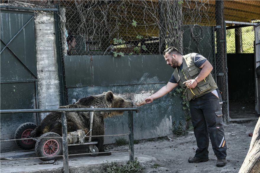 Πέθανε ο Ούσκο, η πρώτη αρκούδα με αναπηρικό καροτσάκι - Φωτογραφία 2