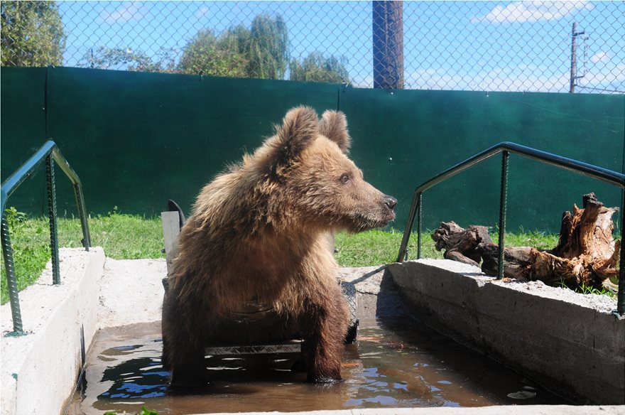 Πέθανε ο Ούσκο, η πρώτη αρκούδα με αναπηρικό καροτσάκι - Φωτογραφία 3