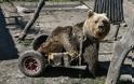 Πέθανε ο Ούσκο, η πρώτη αρκούδα με αναπηρικό καροτσάκι - Φωτογραφία 1