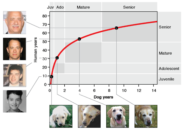 Η εξίσωση που υπολογίζει την «ανθρώπινη» ηλικία του σκύλου - Φωτογραφία 1