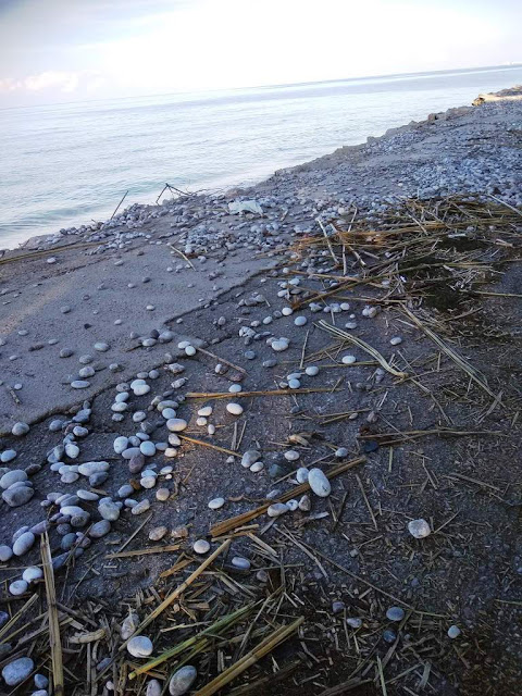 Εικόνες καταστροφής στην παραλία Κρεμαστής - Φωτογραφία 2